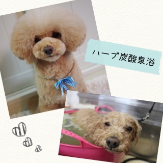 �n�[�u�Y�_�򗁁�