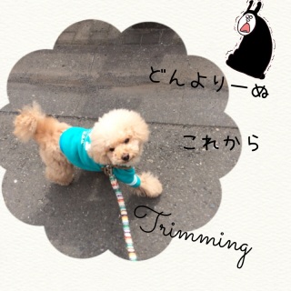 �ǂ���`�ʁc