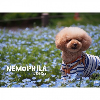 �l���t�B��♬