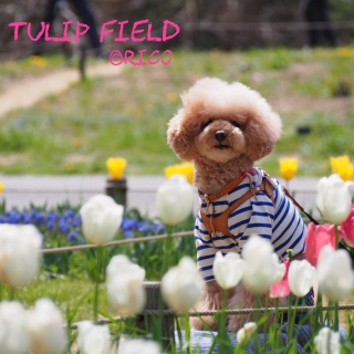 �`���[���b�v�A