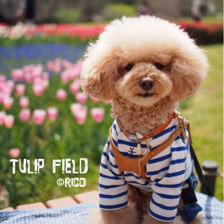 �`���[���b�v�B