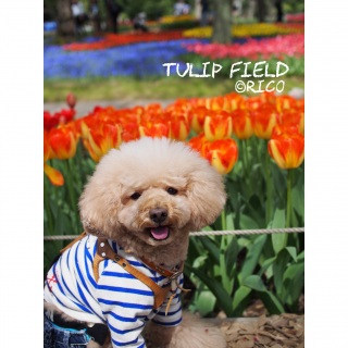 �܂��܂������`���[���b�vpic