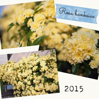 ���N����