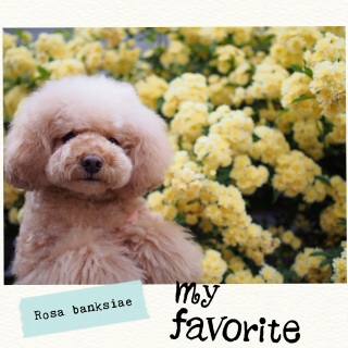 ���b�R�E�o��