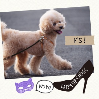 �hS�Ȗl�ƃhM�Ȏ��c