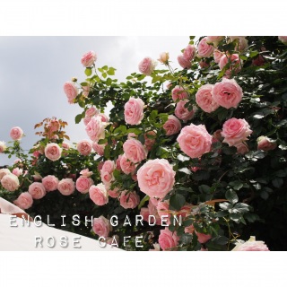 ���[�Y�J�t�F��♫