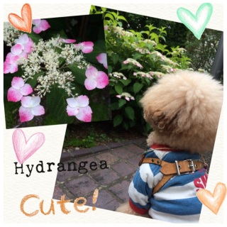 ����킢�[�w��♡