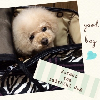 �����\����