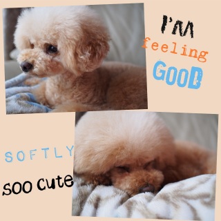 �ӂ�ӂ��D����