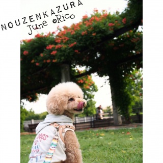 ����ڂł����c�H