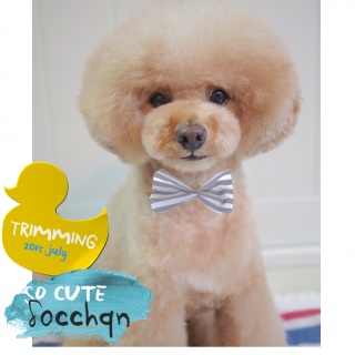 ���킢�q�����A