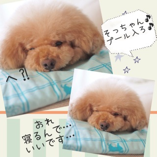 �v�[���J����