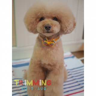 �g���~���O��