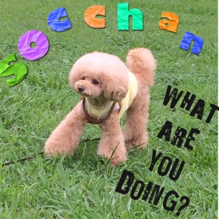 ���킢���炵��