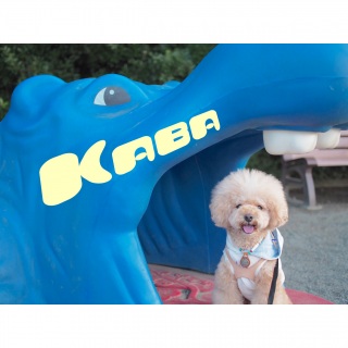 �J�o������