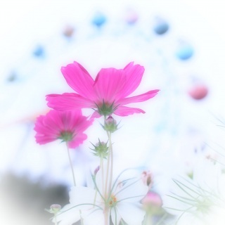 �ʐ^�u���A