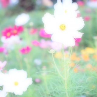 ���Ȗ����̐��E�c