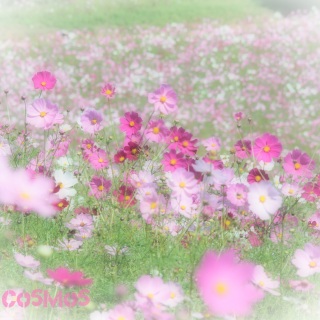 ���̓���