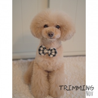 �g���~���O�A