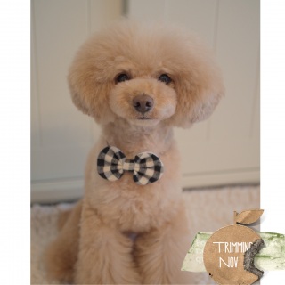 �g���~���O�B