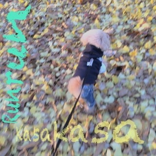 �����t��