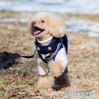 ���Y�^�`��