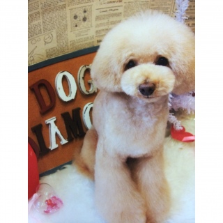 �g���~���O�`��