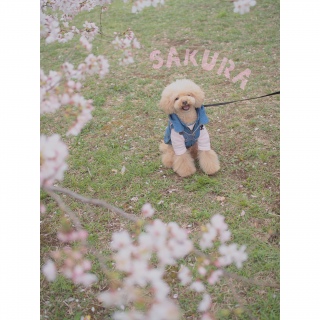 �\���C���V�m�A