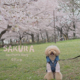 �\���C���V�m�B