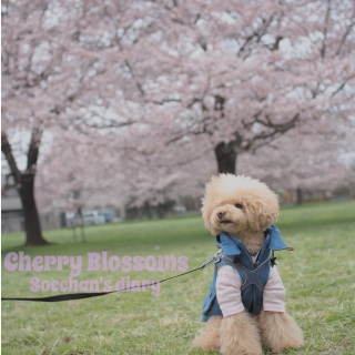 �\���C���V�m�C