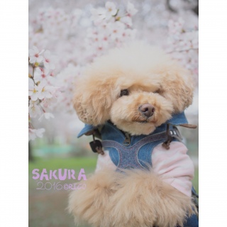 �\���C���V�m�D