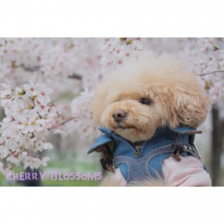 �\���C���V�m�E