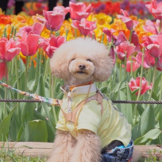 �V���L�[��