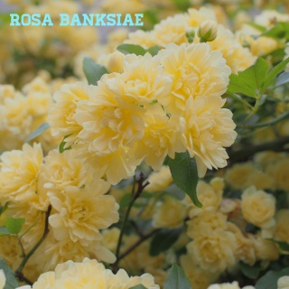 ���b�R�E�o��