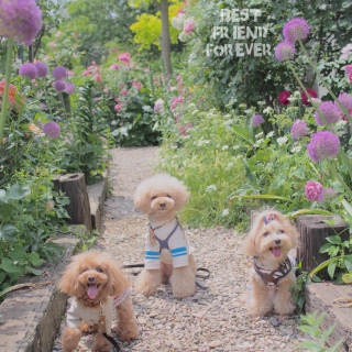 ���[�Y�K�[�f����