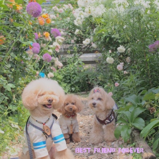 ���[�Y�K�[�f��