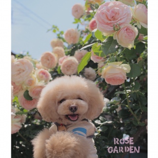 ���[�Y�K�[�f��