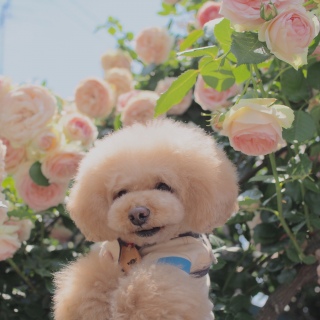 ���[�Y�K�[�f��