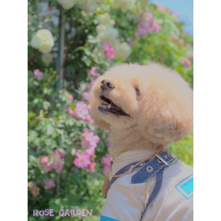 ���[�Y�K�[�f��