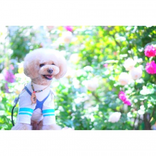 ���[�Y�K�[�f��