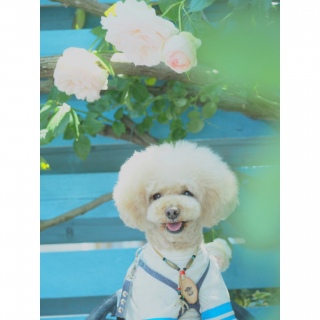 ���[�Y�K�[�f��