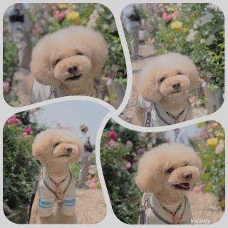 ���[�Y�K�[�f��