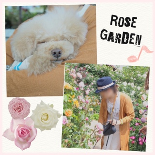 ���[�Y�K�[�f��