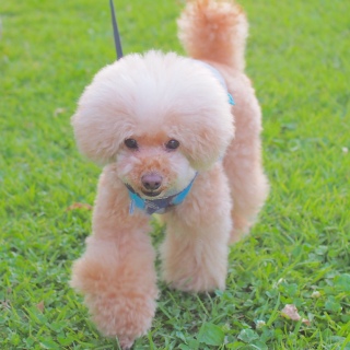 �s���g��