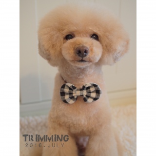 �g���~���O