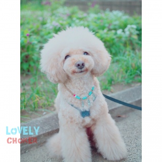 �Ă̂������