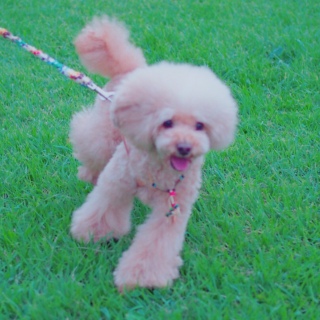 �ǂ�������