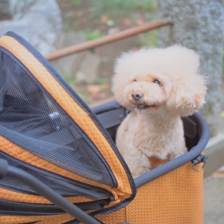 ���̂�����