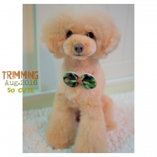 �g���~���O�A