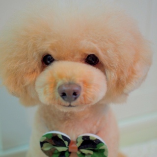 �ڂ��Y��Ă��I